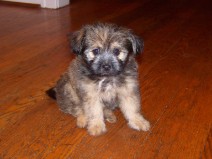 this is ronni, our mascot